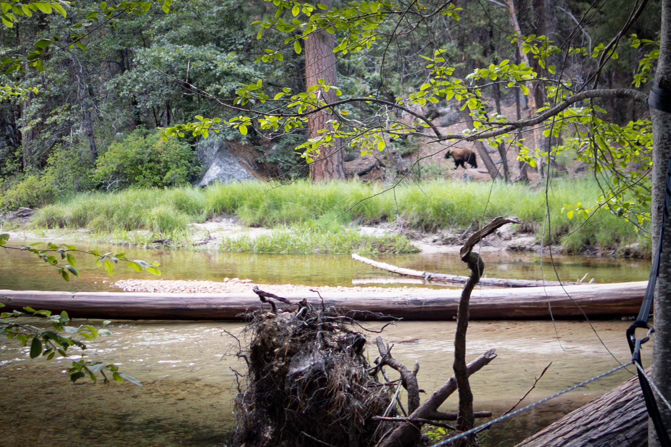 A small cinnamon-colored bear walks past granite and pines on the far side of Tenaya Creek from a North Pines campsite at Yosemite National Park. A small cinnamon-colored bear walks past granite and pines on the far side of Tenaya Creek from a North Pines campsite at Yosemite National Park.