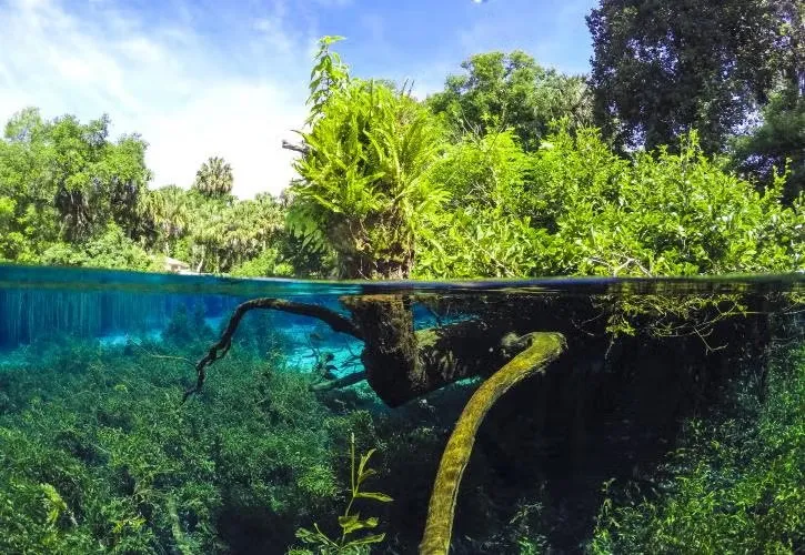 Rainbow Springs State Park Loop A