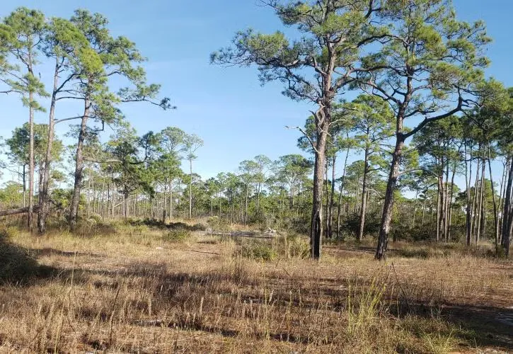 Dr. Julian G. Bruce St. George Island State Park Campground 2