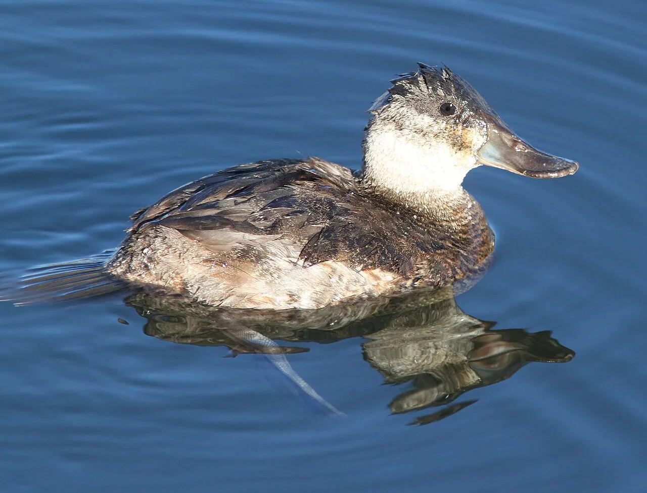 Ruddy Duck Campground