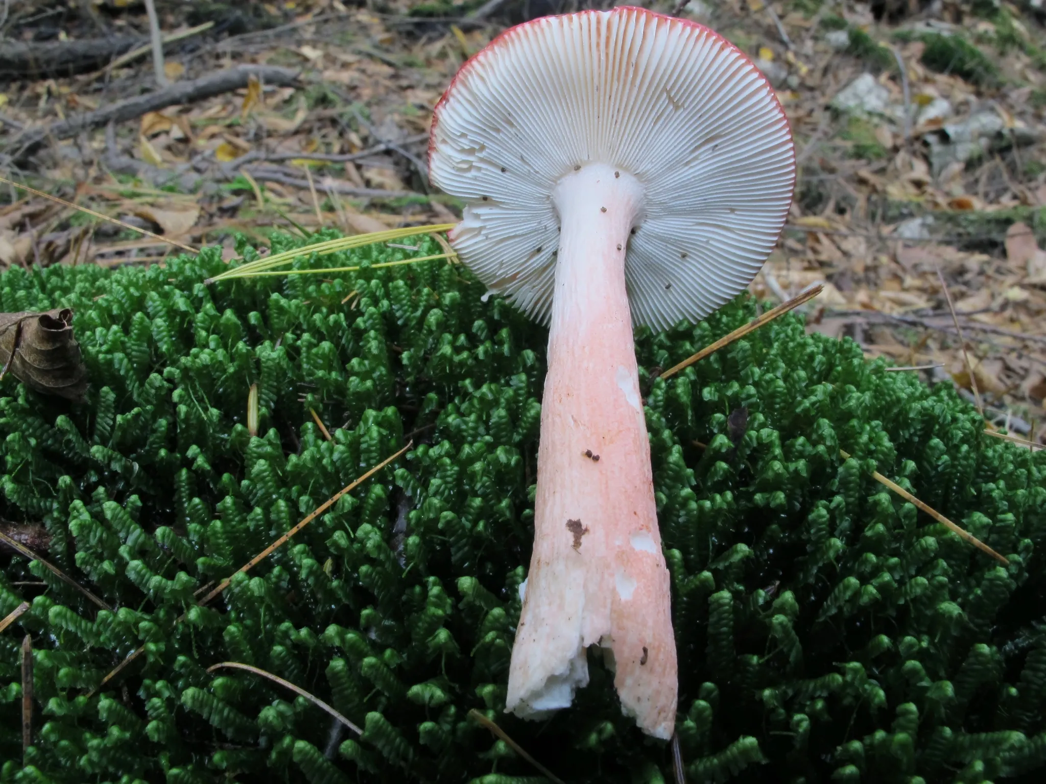 Cook Forest State Park