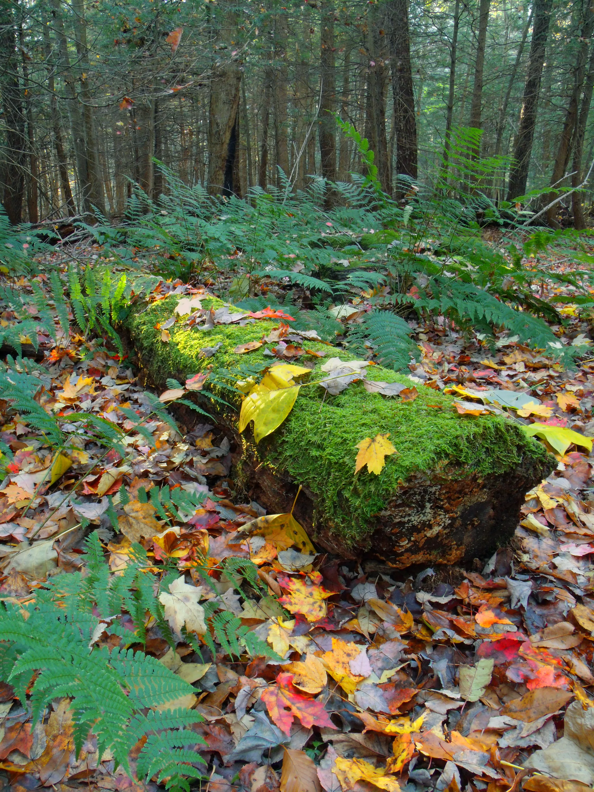 Maurice K Goddard State Park