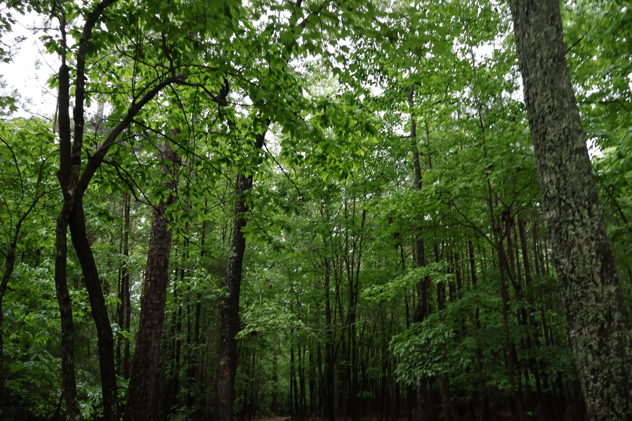 Raven Rock State Park