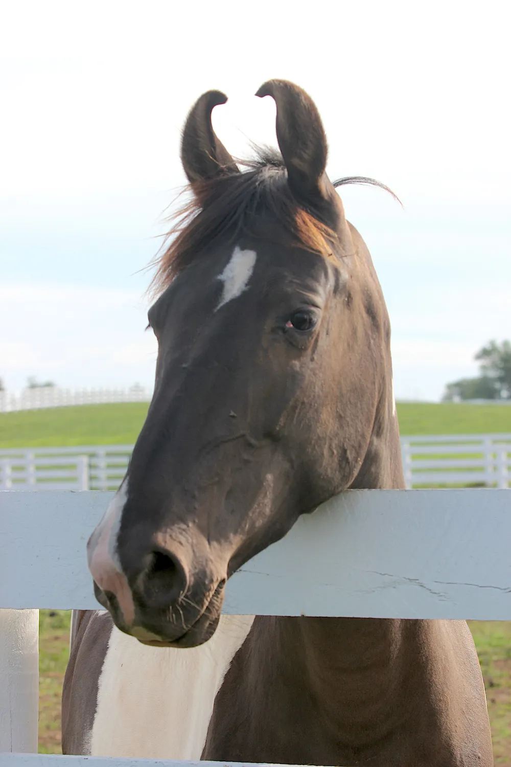 Kentucky Horse Park