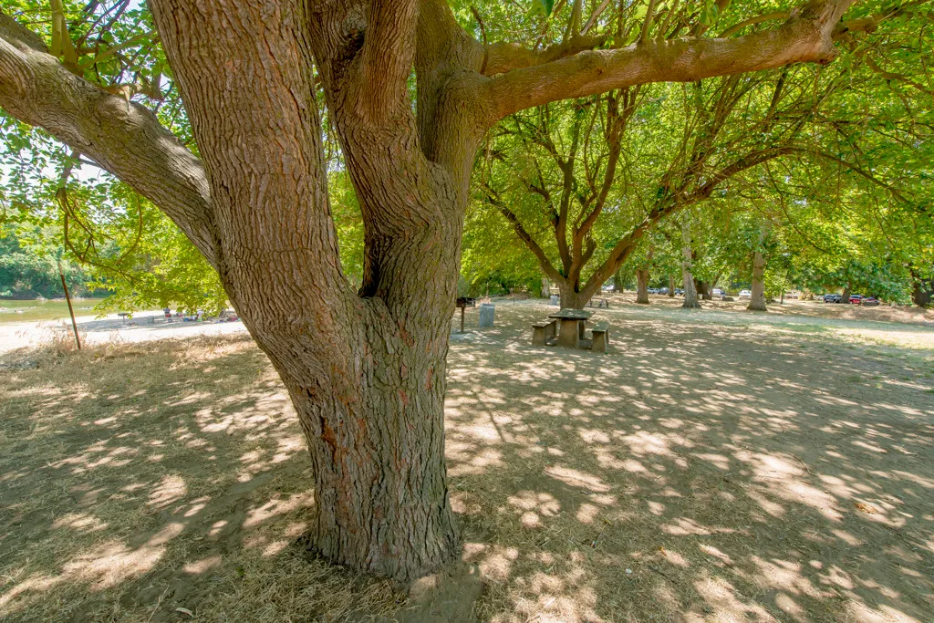 Mcconnell State Recreation Campground