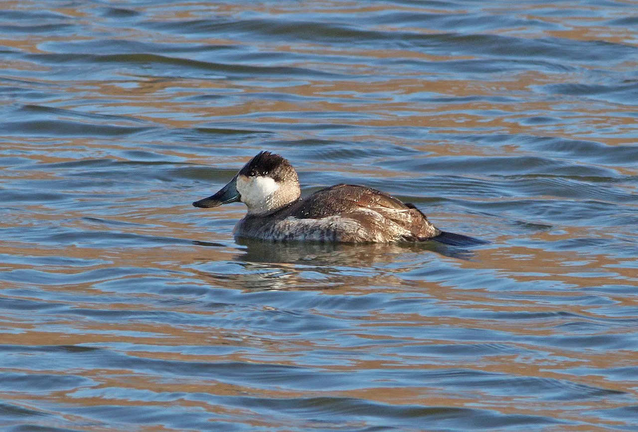 Ruddy Duck Campground
