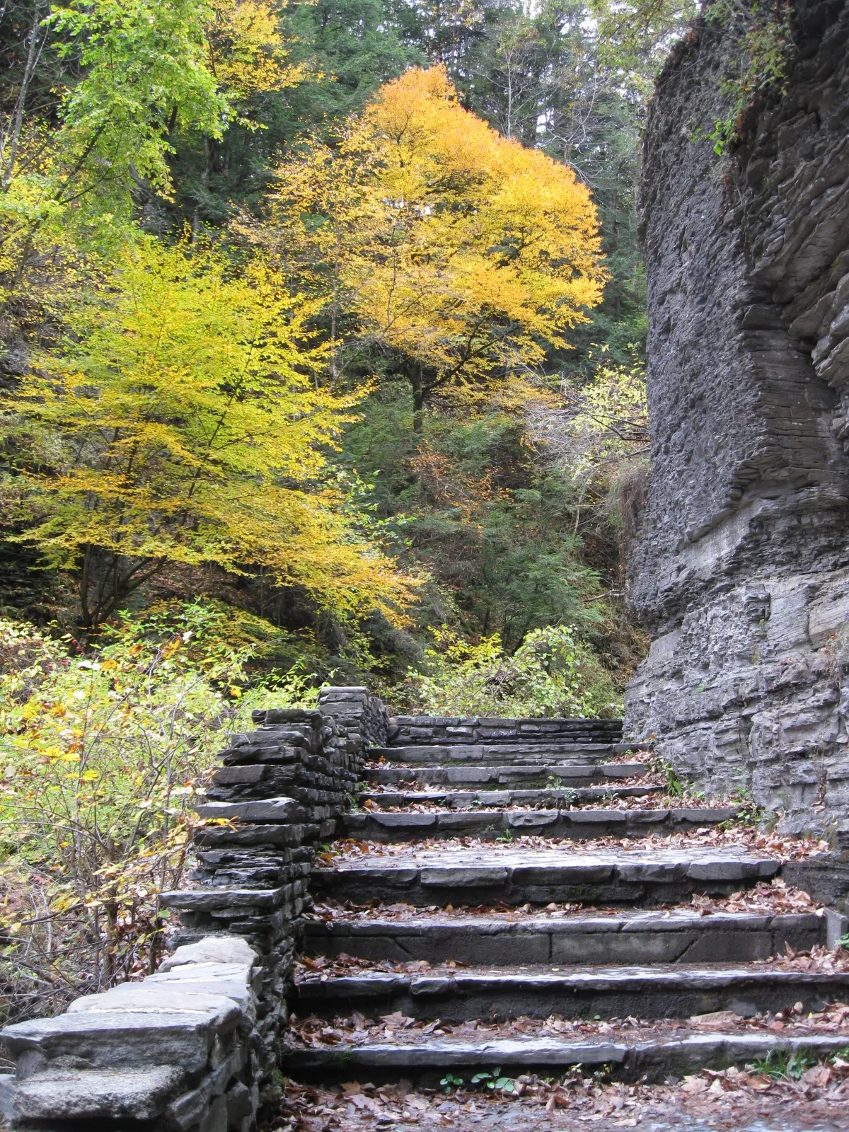 Robert H Treman State Park