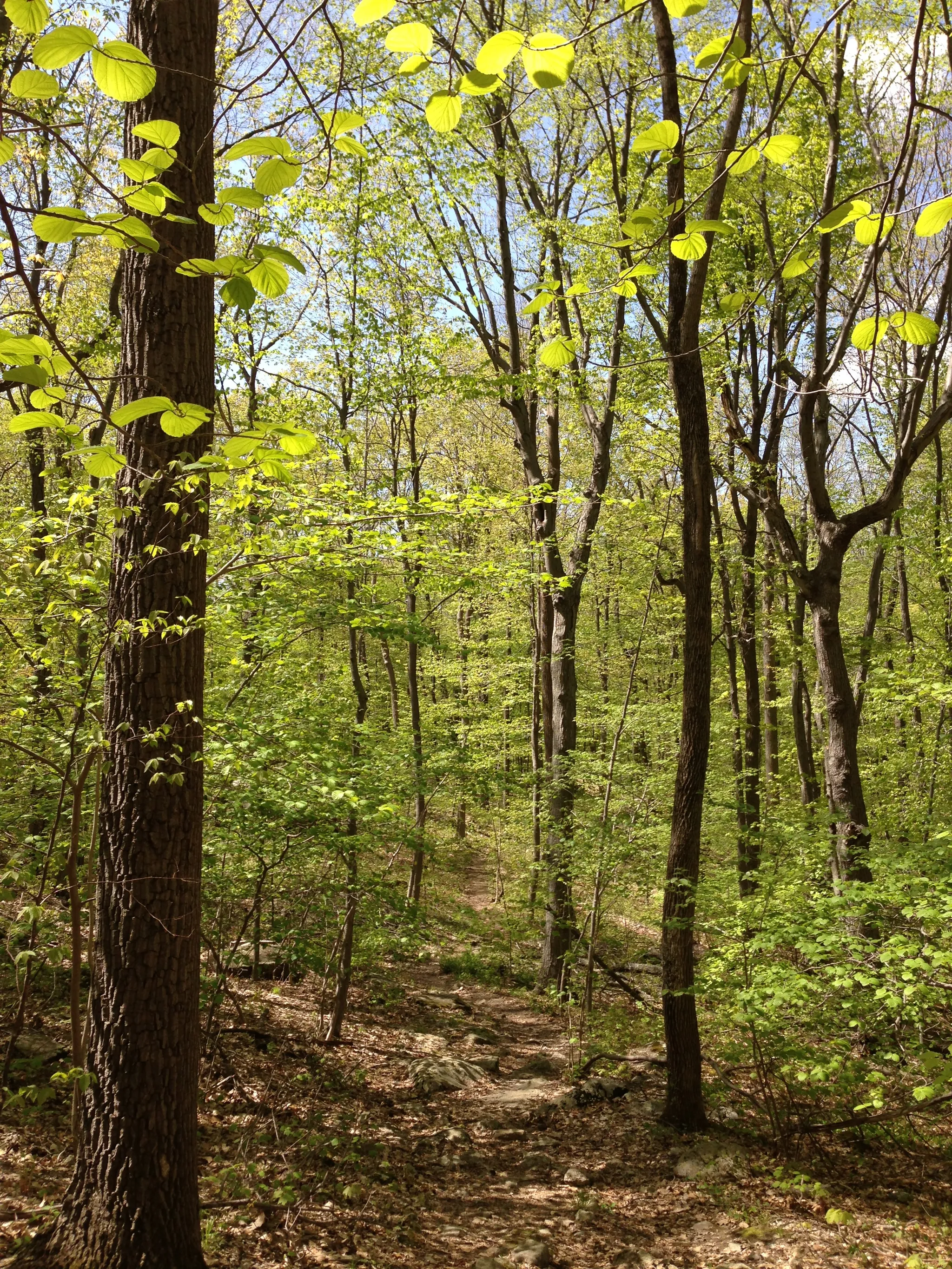 Jenny Jump Campground