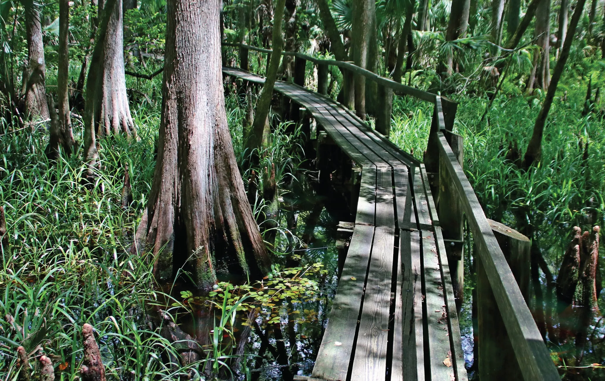 Highlands Hammock State Park Campground 2