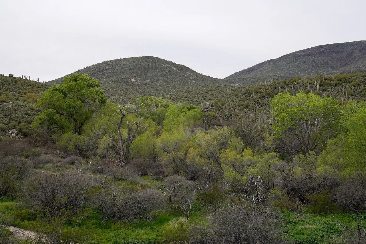 Cottonwood Campground