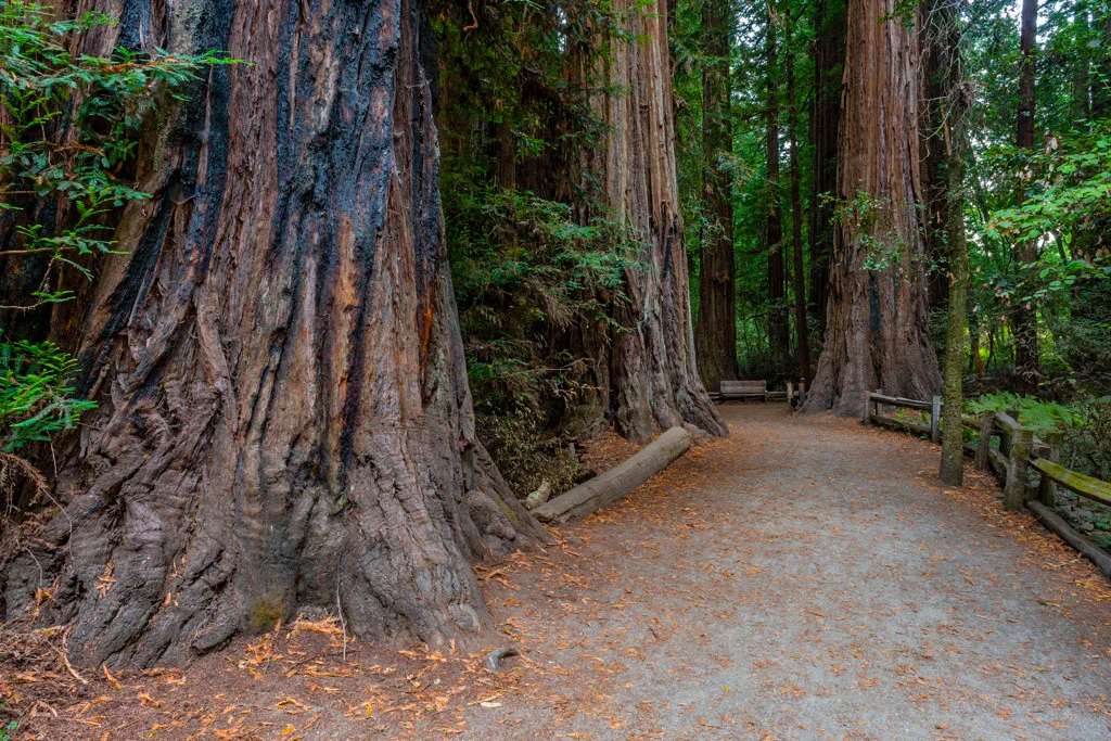 Henry Cowell Redwoods State Park Campground