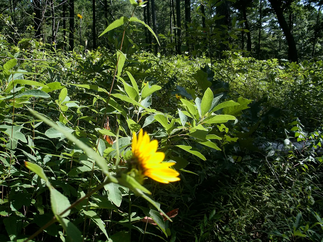 Ridge Campground (Sites 12-47)