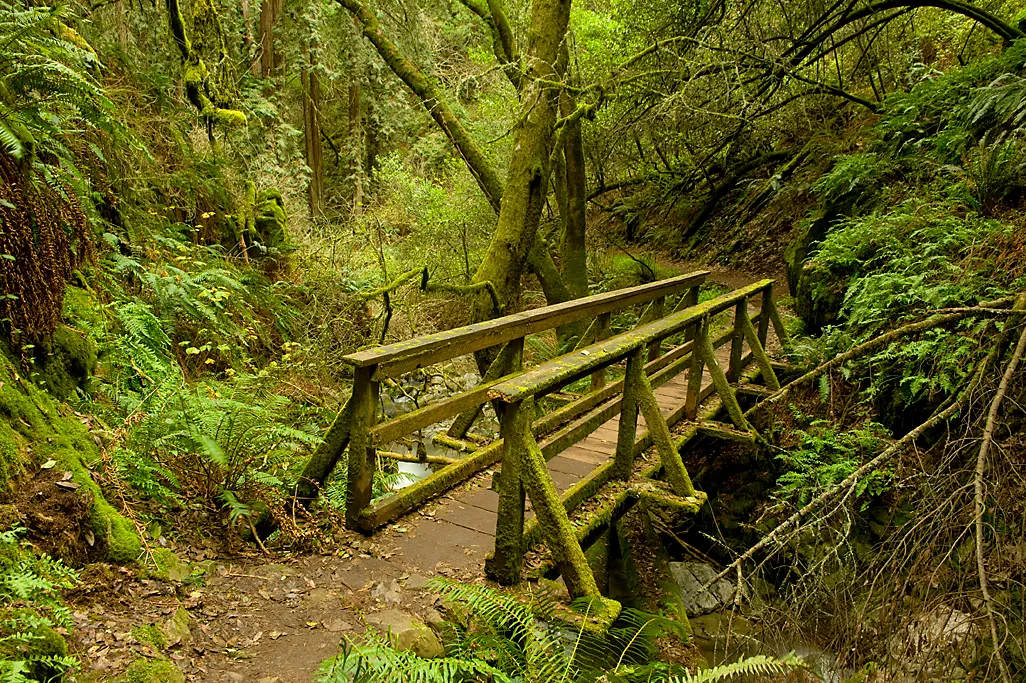 Pantoll Campground