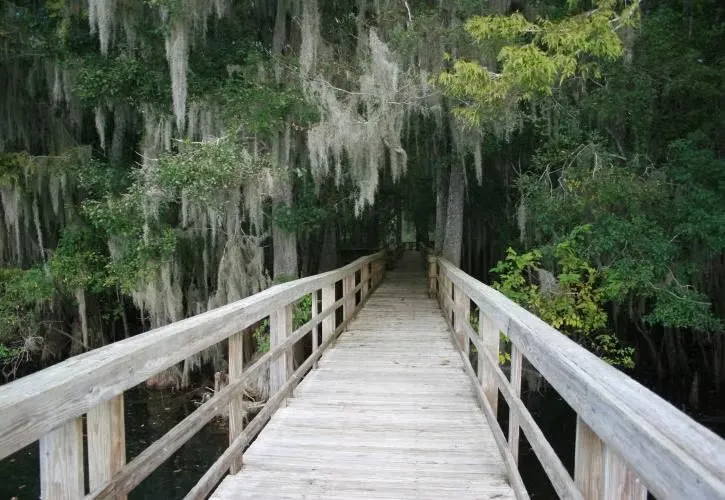 Manatee Springs State Park Loop Mag1