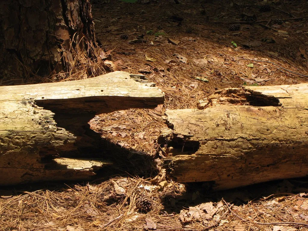 William B. Umstead State Park