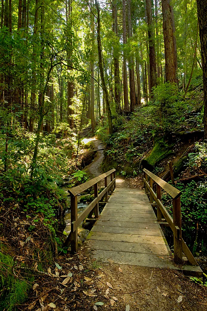 Henry Cowell Redwoods State Park Campground