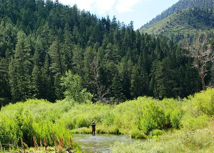 Cimarron Canyon