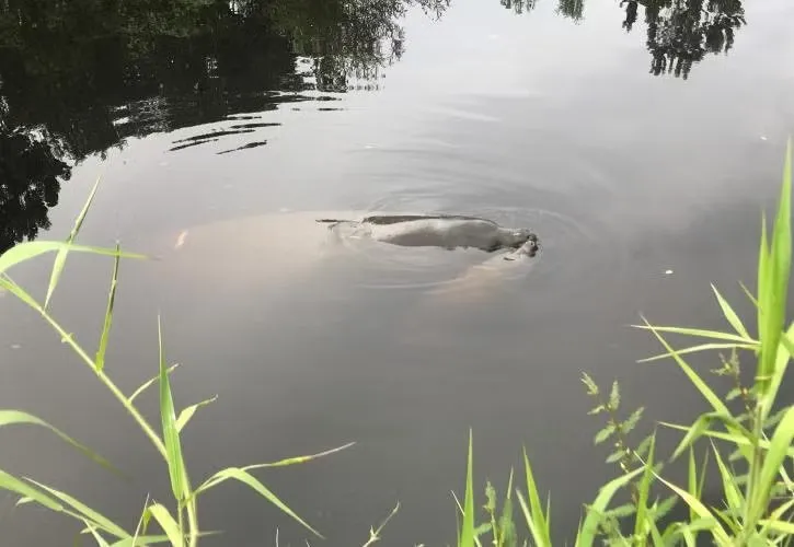 Little Manatee River State Park Loop Lmr1