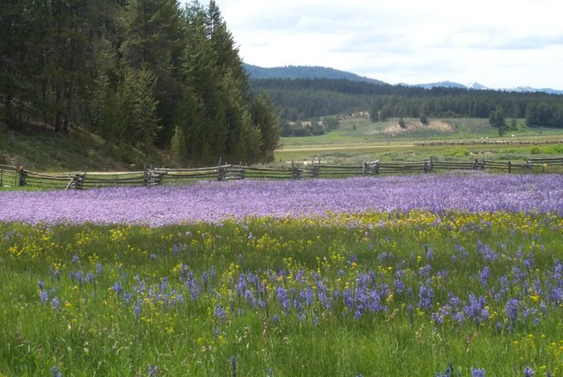 Sawmill Campground