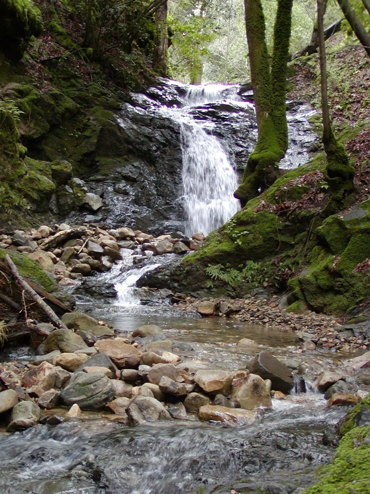 Uvas Canyon