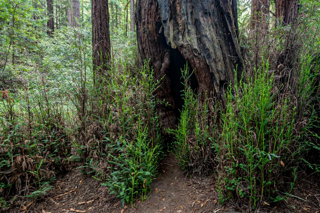 Henry Cowell Redwoods State Park Campground