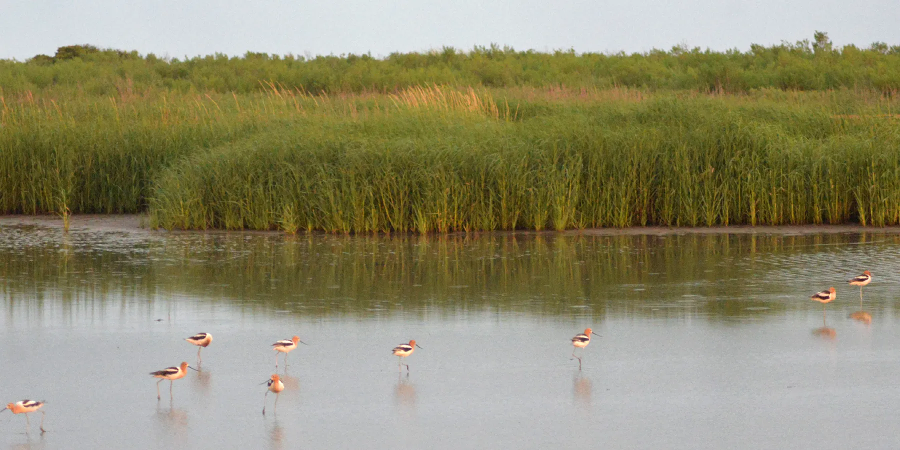 Sea Rim State Park