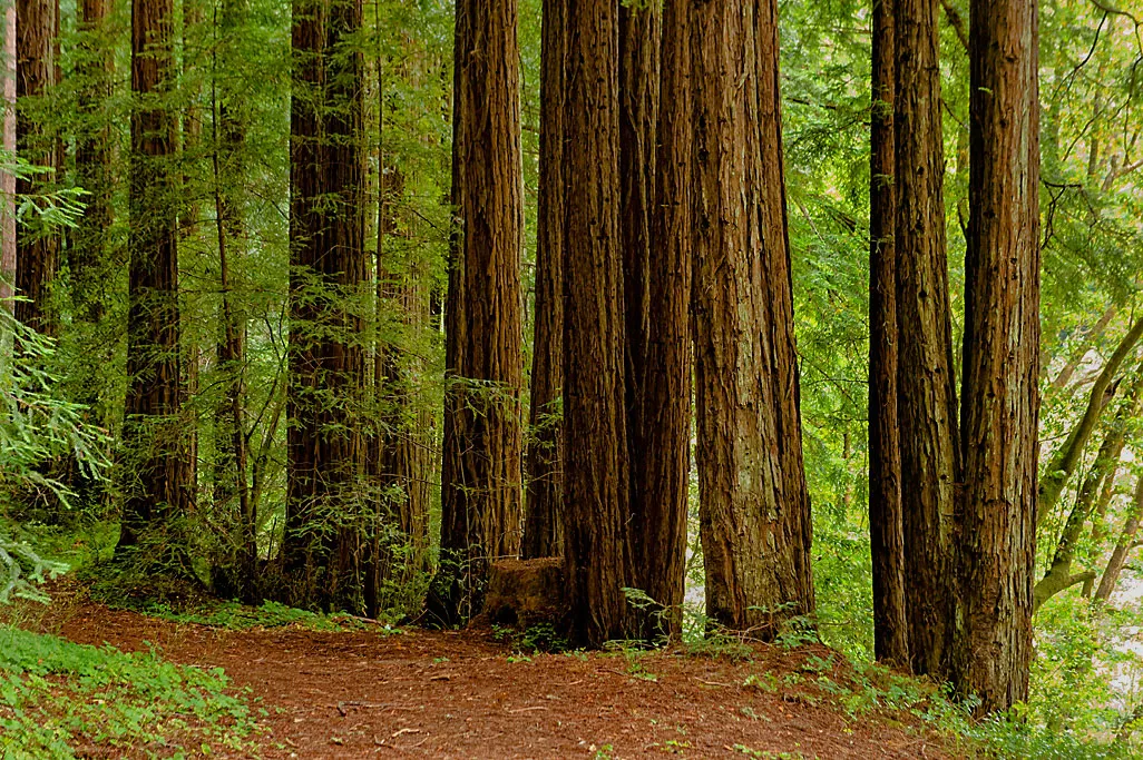 Samuel P. Taylor State Park Campground