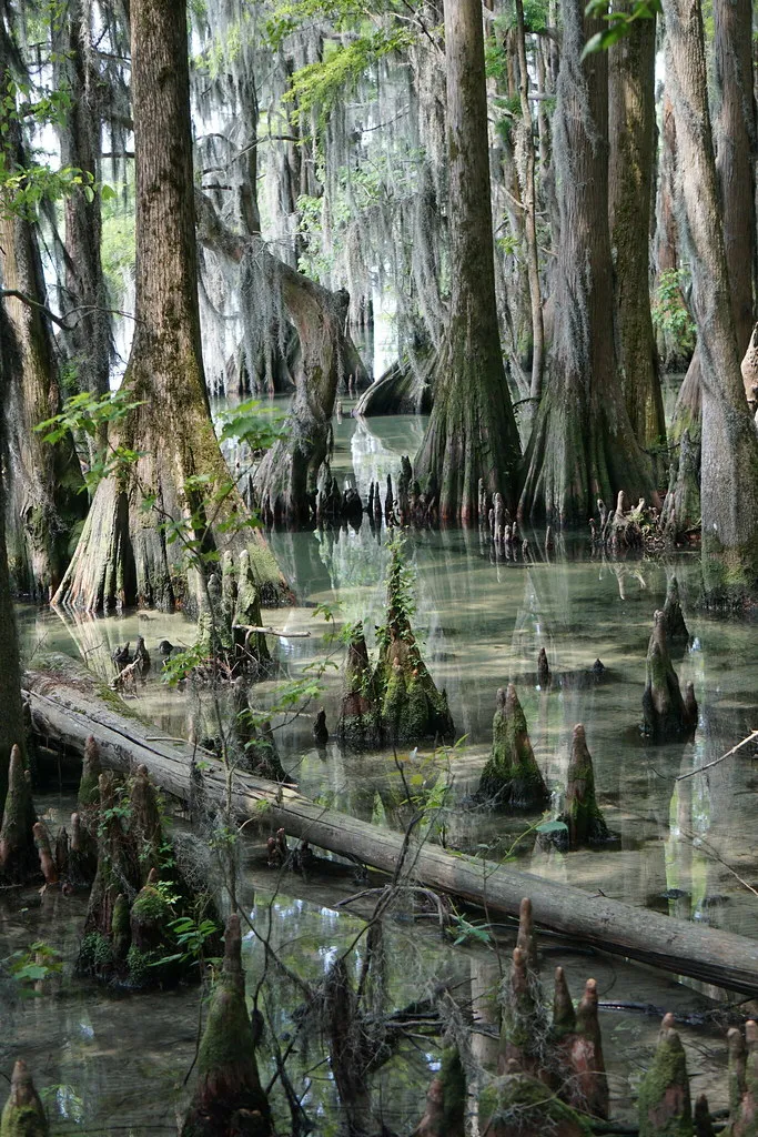 Pettigrew State Park