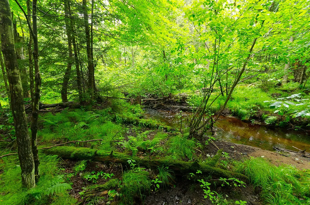 Flambeau River State Forest