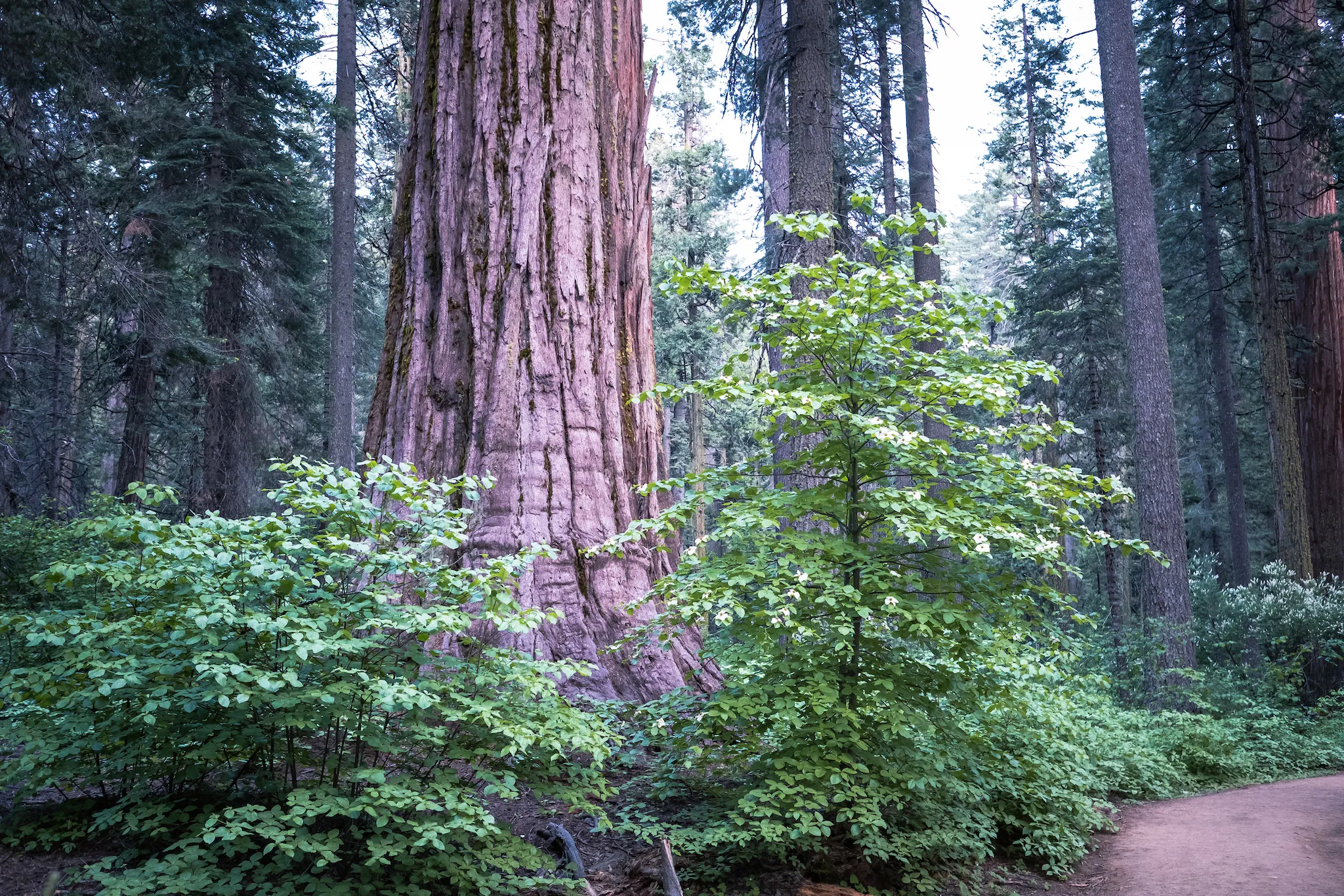 North Grove Campground