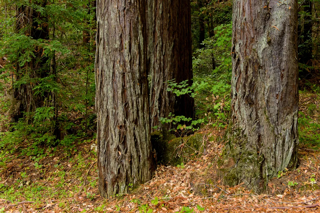 Benbow State Recreation Campground