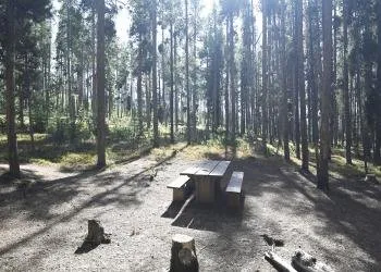 Lodgepole Campground