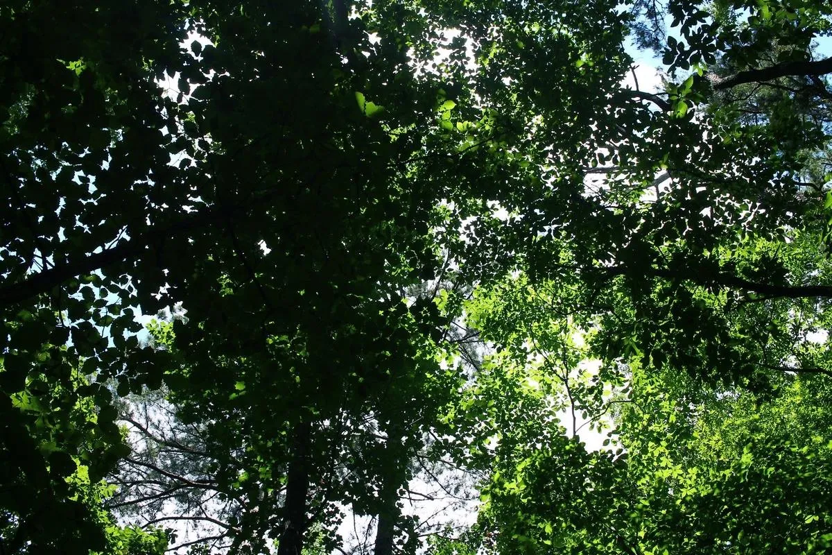 Lake Guntersville State Park