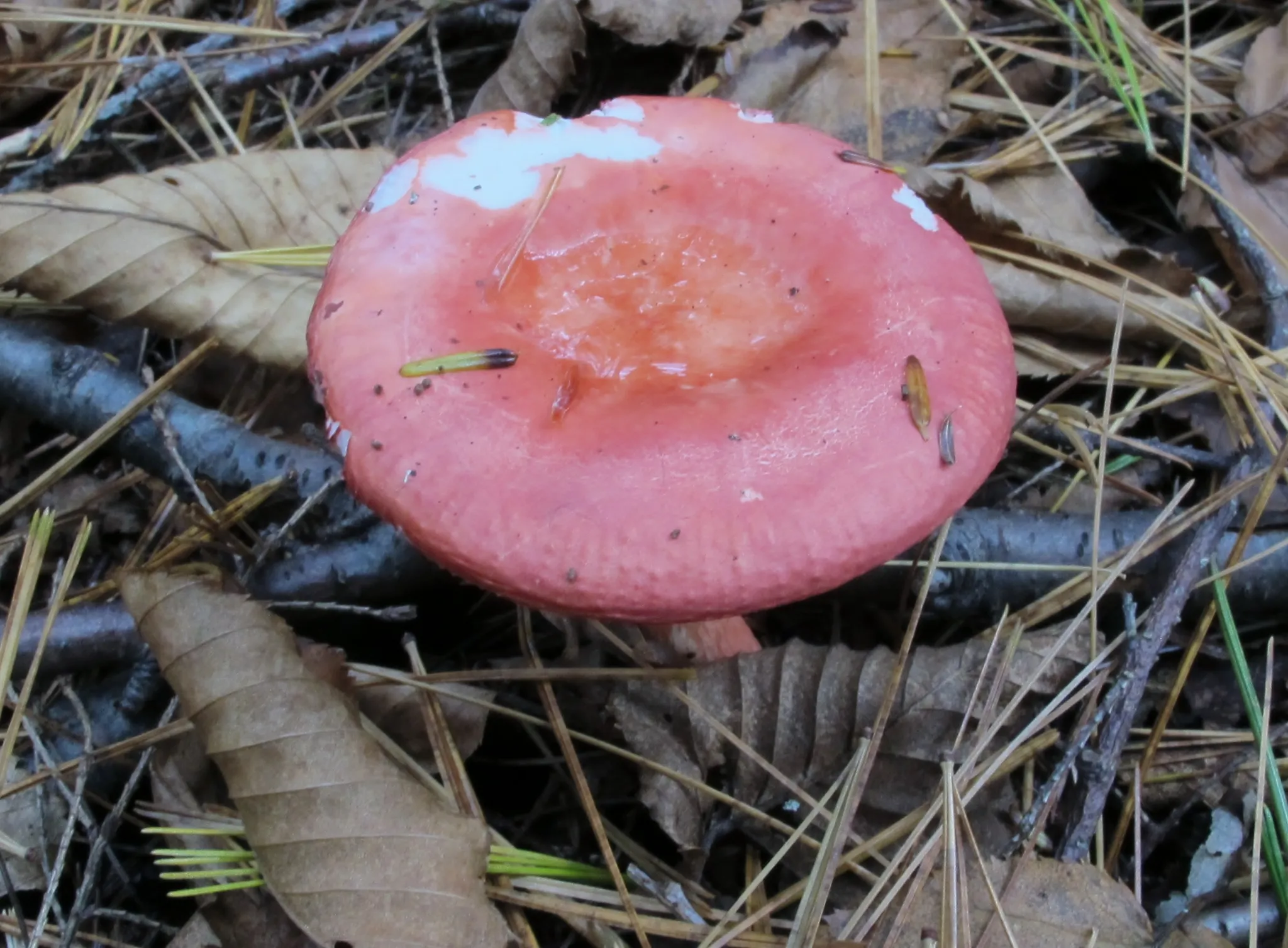 Cook Forest State Park