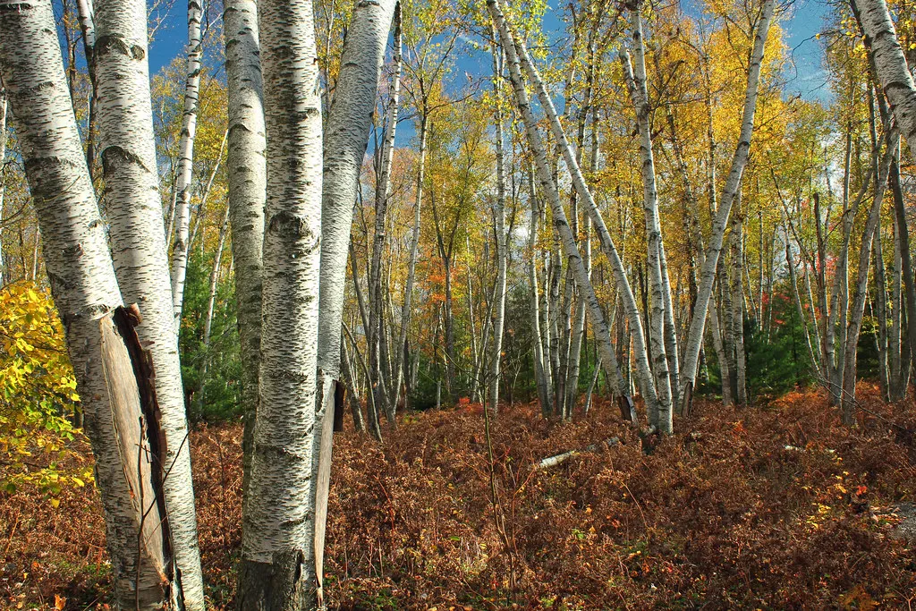 Moshannon State Forest