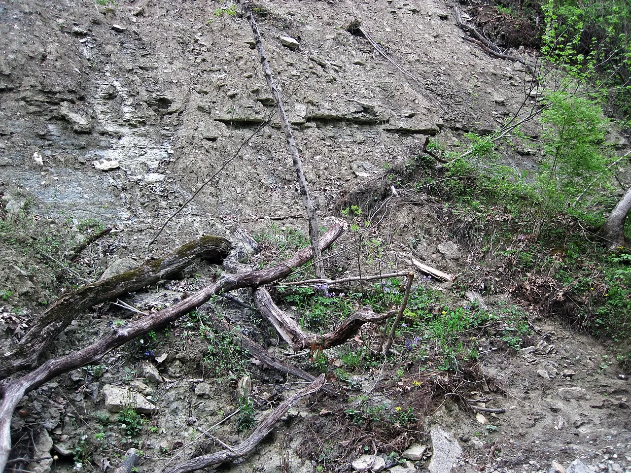 Caesar Creek Camp Loops A, B, C