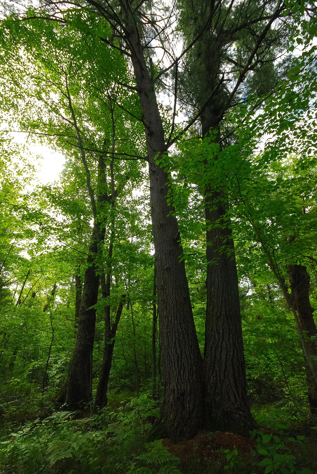 Black River State Forest