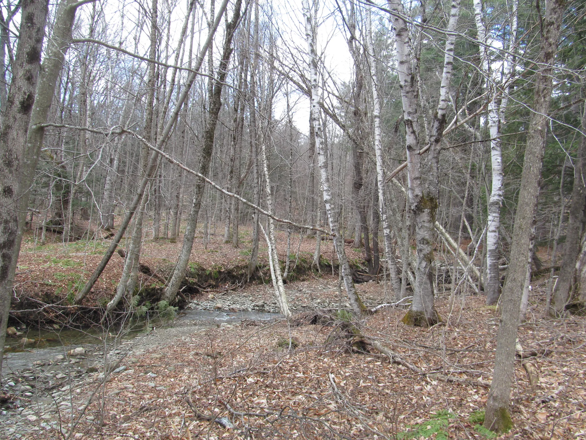 Savoy Mountain State Forest