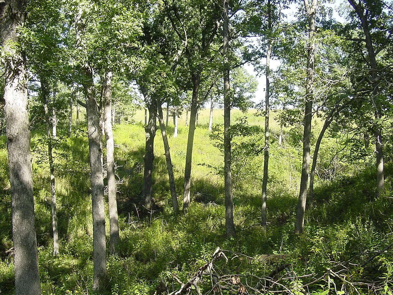 Campground (Sites 41-72)