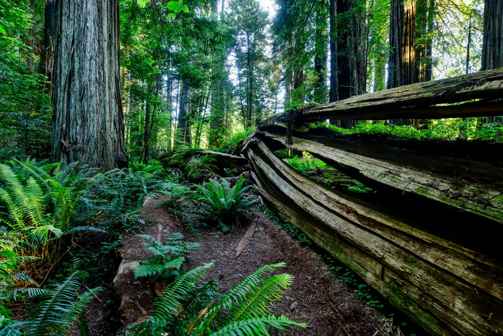 Jedediah Smith Redwoods Campground