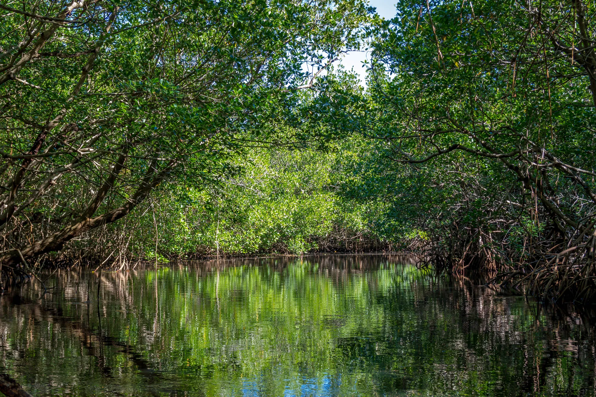Collier-Seminole State Park Campground
