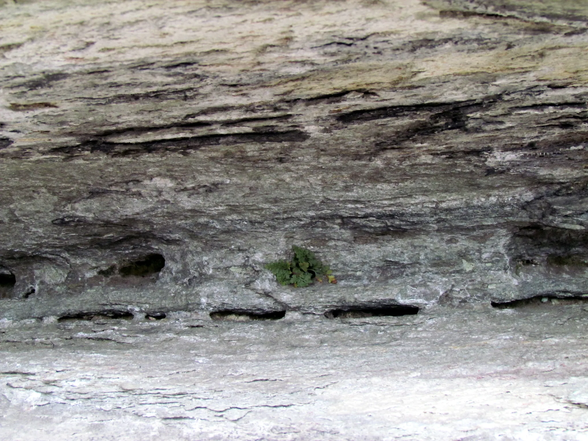 Pilot Mountain State Park