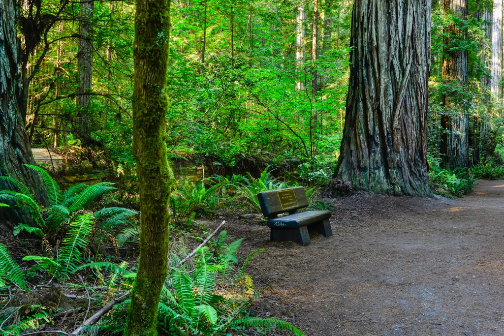 Jedediah Smith Redwoods Campground