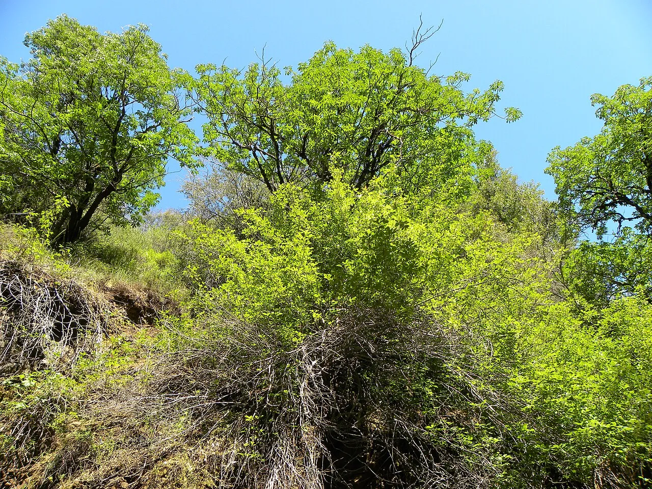Uvas Canyon