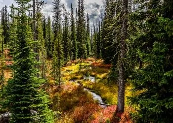 Black Bear Campground
