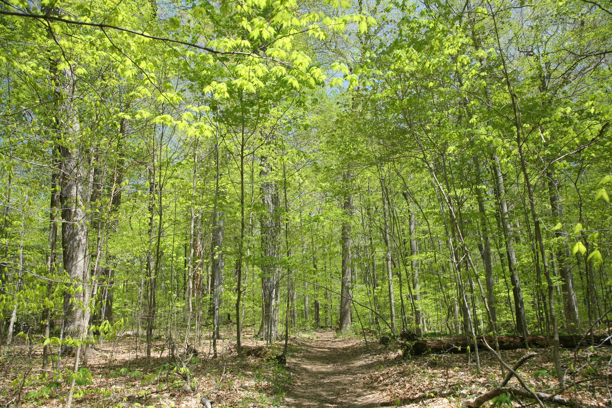 Turkey Run State Park