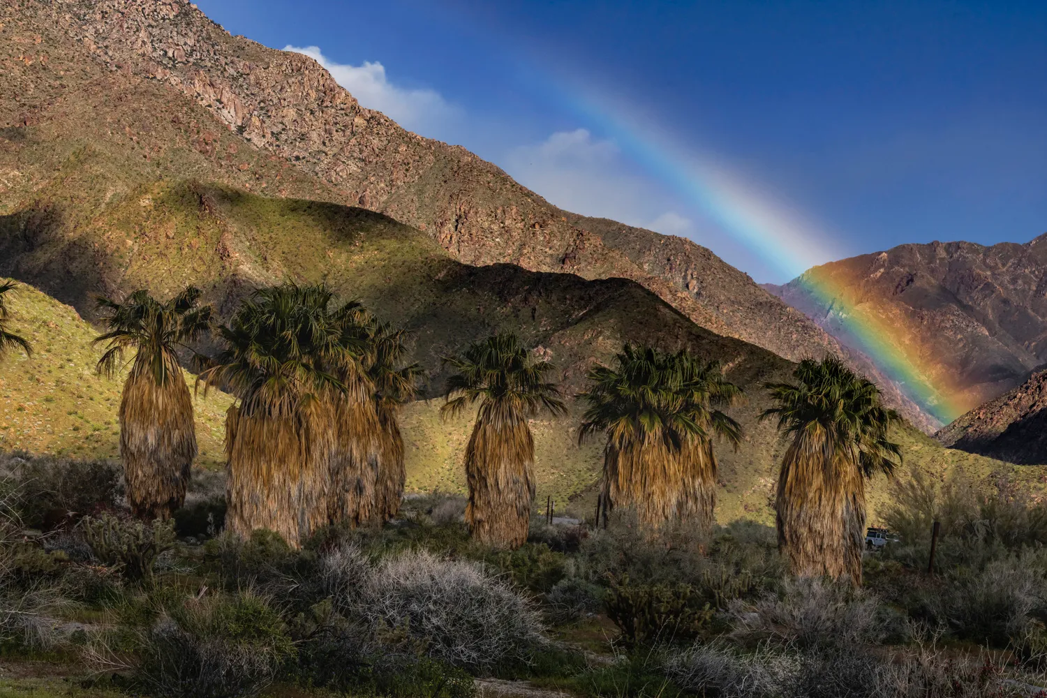 Borrego Palm Canyon Campground