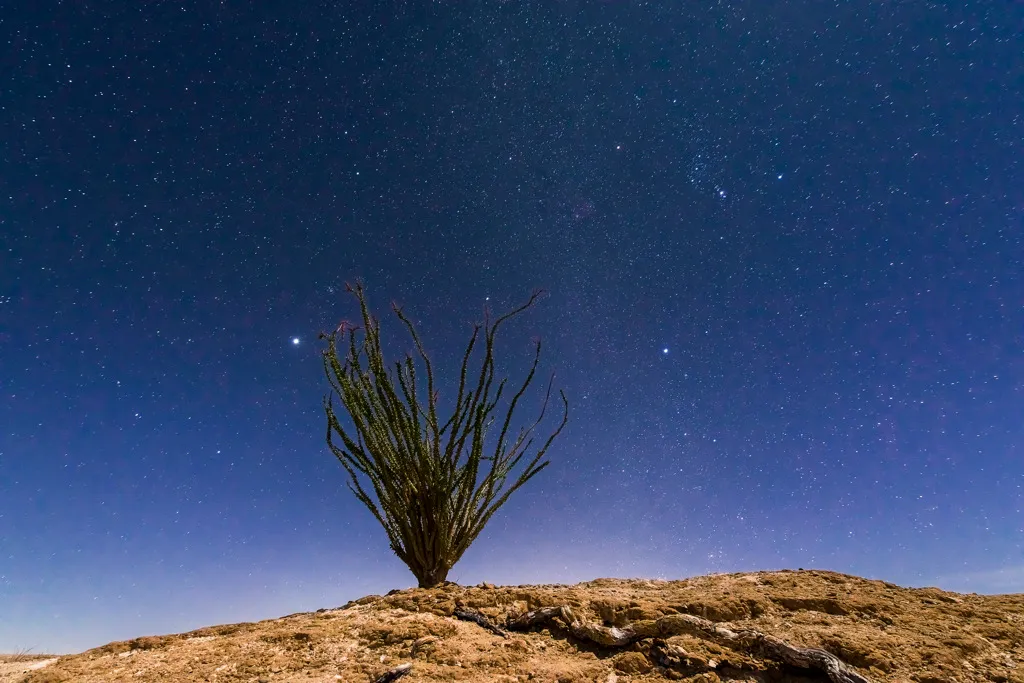 Borrego Palm Canyon Campground