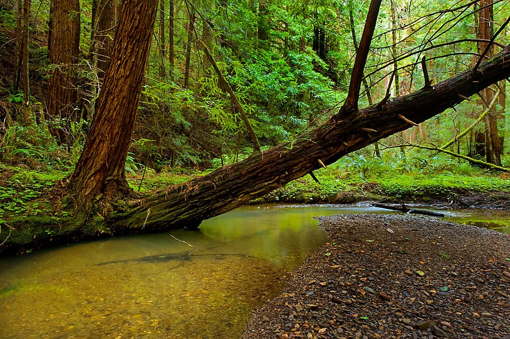 Butano Trail Campground