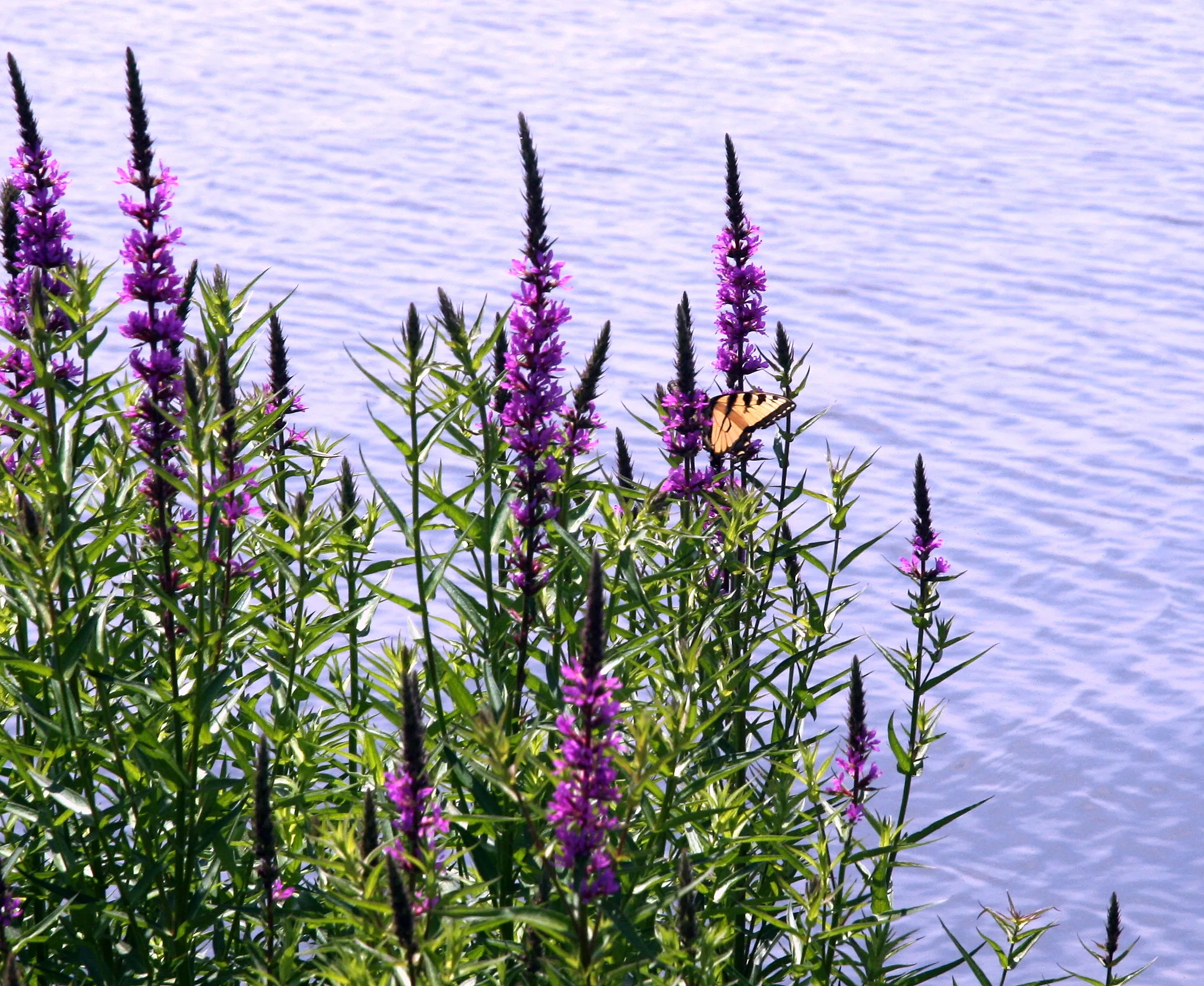 Nockamixon State Park